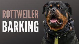 HUGE Rottweiler Barking Sound Effect 60 Min [upl. by Sancha]