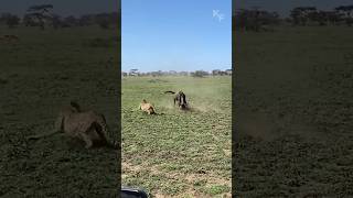 A Wildebeest Mothers Brave Defense Fending Off Predators to Protect Her Calf [upl. by Straus504]