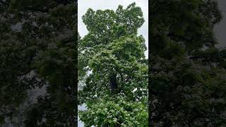 FLOWERS EVERYWHERE 🫨😮 CATALPA TREE [upl. by Newra]