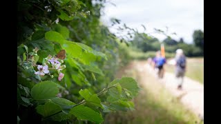 The importance of hedgerow trees  Saving Devon’s Treescapes [upl. by Ynaittirb341]