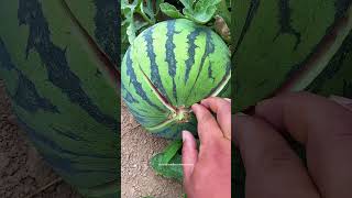 Easy Way To Break Open The Triploid Seedless Watermelon [upl. by Olivia]