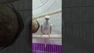 Ojitos pizpiretos 👀 🐦 budgies bird parakeet [upl. by Uah]