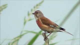 Kneu Common Linnet singing [upl. by Geoff]