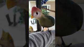 Rosie not learning Back Back Red crested turaco [upl. by Mages517]