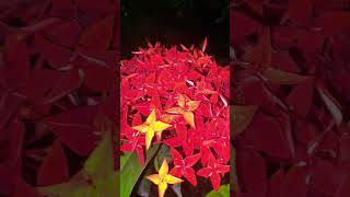 Lxora coccinea🏵️ Ixoracoccinea lxora lxoraflower flowers gardening shorts ytviral ytshort 🌿 [upl. by Munmro359]