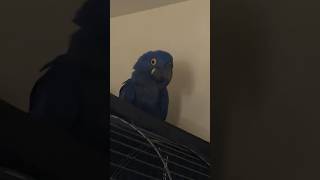 HUGE parrot Hyacinth MACAW LAUGHING and TALKING [upl. by Nairdna]