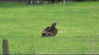 Cinereous Vulture  Aegypius monachus  Monniksgier  Schriek  Belgium  852019 [upl. by Areem]