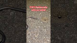 TINY baby Massasauga Rattlesnake on the road snakes venomous reptiles herping rattlesnake [upl. by Odnumyer]