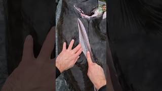 fishing fish salmon bigfish seafood spearfishing shortsfeed shortvideo shorts [upl. by Wisnicki]