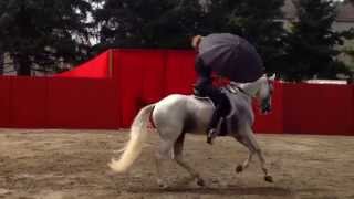 Dressage Artistique  Jenny danse singing in the rain  Tarbes [upl. by Ajani]