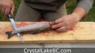 How to Fillet Rainbow Trout easy and in 30 seconds or less [upl. by Nedmac]