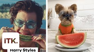 Meet Ducky the Yorkie who loves dressing up as Harry Styles Billie Eilish on TikTok [upl. by Stephen]