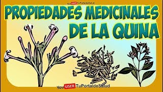 Propiedades Medicinales de la Quina  Beneficios de la Quina🌿🌿 [upl. by Morez]