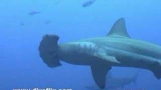 Hammerhead Sharks  Cocos Costa Rica [upl. by Singband]