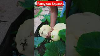 Pattypan Squash agriculture farming agro vegetable vegetables squash pattypan pattypansquash [upl. by Tail]