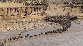 Wildebeest Crossing Mara River Masai Mara MigrationWildebeest Migration Masai Mara River Kenya [upl. by Marin]