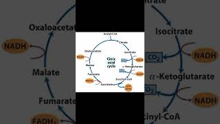 Krebs cycle [upl. by Anomer139]