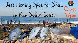 Best Fishing Spot for Catching Shad in KZN South Coast [upl. by Eixela118]