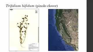 quotA Taxonomic Analysis of the Trifolium Gracilentum Species Complexquot by Lauren Rogers [upl. by Hopkins]