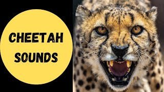 Cheetah sounds with video [upl. by Nodnalb]