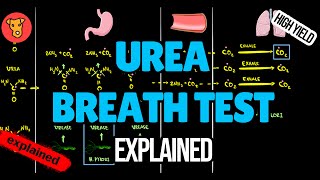 UREA BREATH TEST for Helicobacter Pylori Explained [upl. by Seligmann]