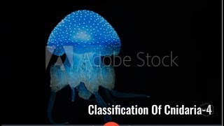 Classification of Cnidaria Anthozoa Scyphozoa Hermit crabsea anemone NEET [upl. by Hendel170]