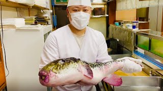 Dangerous But Yummy Check Out How BIG This Pufferfish Is [upl. by Nicolau]