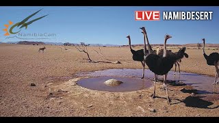 Namibia Live stream in the Namib Desert [upl. by Akinorev]