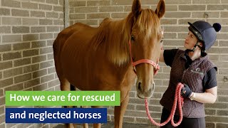 How we care for rescued and neglected horses [upl. by Efioa917]