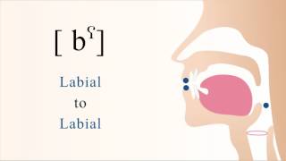 bˁ  voiced unaspirated pharyngealized bilabial stop [upl. by Milah]