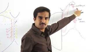 Anatomy of Pectoral region  part 3 DrGBhanu Prakash [upl. by Gunar]