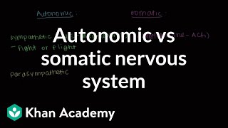 Autonomic vs somatic nervous system  Muscularskeletal system physiology  NCLEXRN  Khan Academy [upl. by Wildermuth]