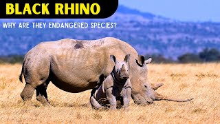 Endanger Black Rhino Six Main Reasons for endangerment [upl. by Alad137]