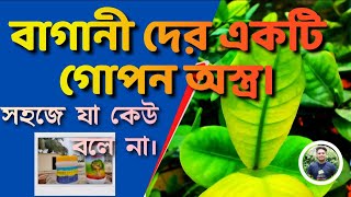 ভীষণ কার্যকরী অর্গানিক লিকুইড। Iron deficiency in plants organic amp EDTA Chelated Iron treatment [upl. by Ayatal369]