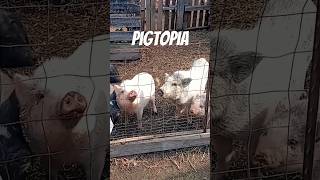 Visiting a Pig Rescue pig pigs piggy farming farm pigfarmvideo rescue farmlife farmer cute [upl. by Kcirdehs]