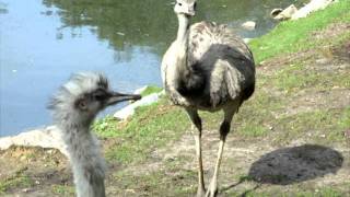 ZOO PARC DE BEAUVAL 8 Nandou Rhea [upl. by Ardeahp833]