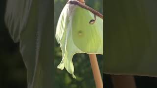 Do You Know American Moon Moth Actias luna Saturniidae Have You Ever Seen Moth in A Wild Habitat [upl. by Merna]