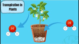 Transpiration In Plants [upl. by Elodia]