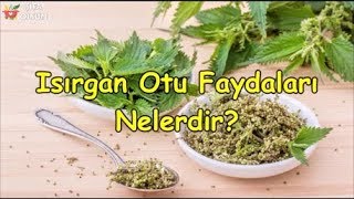 Isırgan Otu Faydaları Nelerdir [upl. by Chemar]