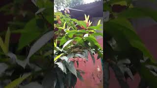 shortvideonatural beauty hatia bangladesh [upl. by Averat394]