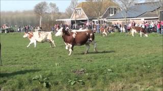 Koeien gaan de wei in Hoeve Biesland Delfgauw 29 maart 2013 lente [upl. by Yekcir]