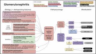 Glomerulonephritis mechanism of disease [upl. by Aeret]