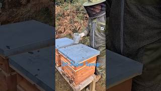 Feeding Bees getting them ready for Winter beekeeping honey beeslife shorts honey beehive [upl. by Annaiek59]