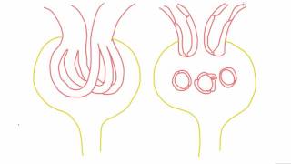 Mesangial cells  anatomy and function [upl. by Anahc]