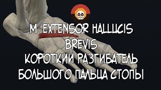 Короткий разгибатель большого пальца стопы m extensor hallucis brevis 3D Анатомия [upl. by Luwana]