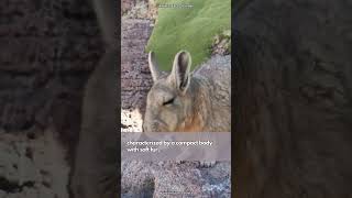 Viscacha  Sporting an Expression of Eternal Disappointment [upl. by Cocke727]