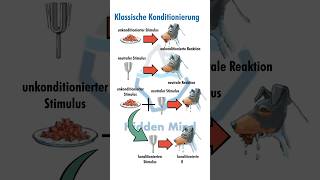 Klassische Konditionierung 🐶 hiddenmind psychologie lernen [upl. by Knipe555]