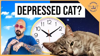 Can Cats Have Seasonal Affective Disorder [upl. by Norda]