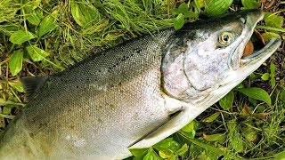 How to catch clean and cook salmon  salmon bait rigs tips and techniques [upl. by Iniretake]