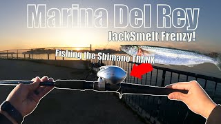 Marina Del Rey CA Fishing  Jacksmelt Frenzy [upl. by Low553]